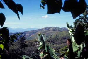 Blick auf Nam Palme aus Richtung Sabana Real