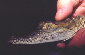 Handling a juvenile croc near Lago Enriquillo 1993