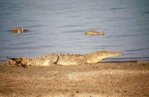Crocodile at Caimanera Sur 1997